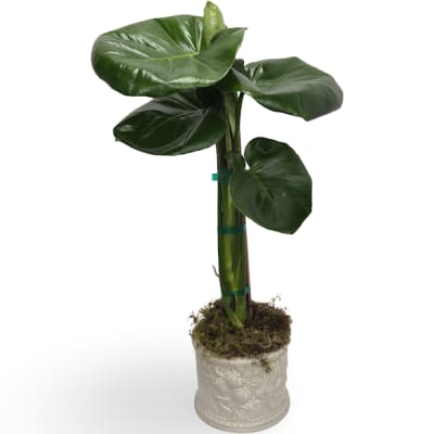 Potted plant with large glossy green leaves in a white textured pot