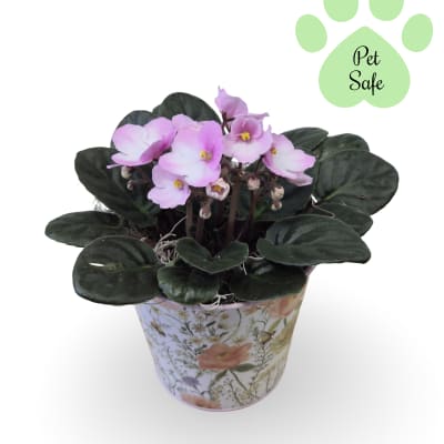 African Violet Plant