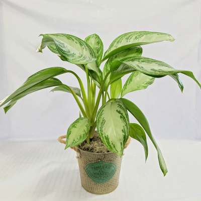 6" Chinese Evergreen Plant