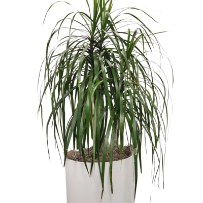 Potted dracaena plant with long arching green leaves in a white container