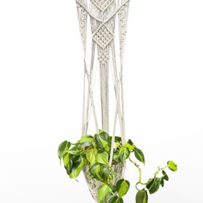 6" Hanging Philodendron Plant