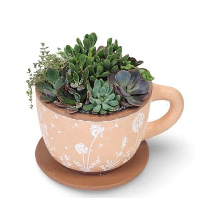 Succulent arrangement in a peach mug-shaped planter with a saucer