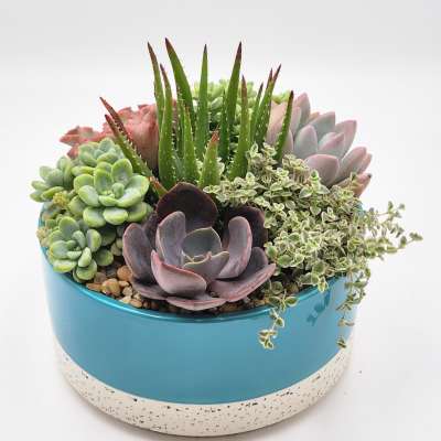 Low round planter filled with assorted green and purple succulents in a teal ceramic bowl