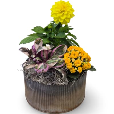 Galvanized Dish Garden