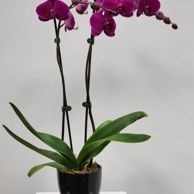 Purple Orchid Planter