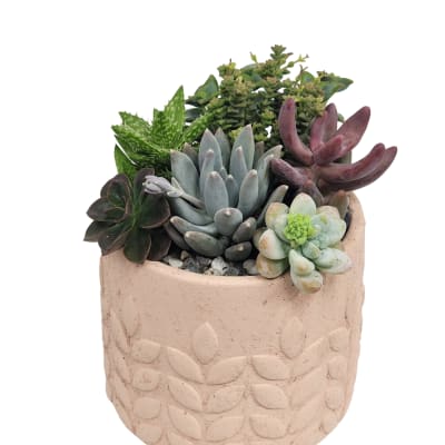 Potted succulent arrangement in a textured pink ceramic planter