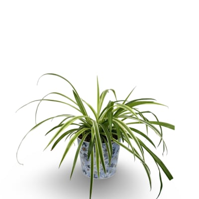 6" Spider Plant