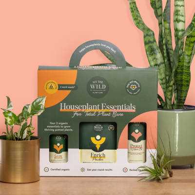 Houseplant care kit with potted plants and a snake plant