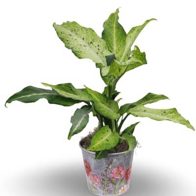 6" Dieffenbachia Plant