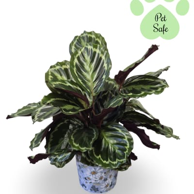 6" Calathea Plant