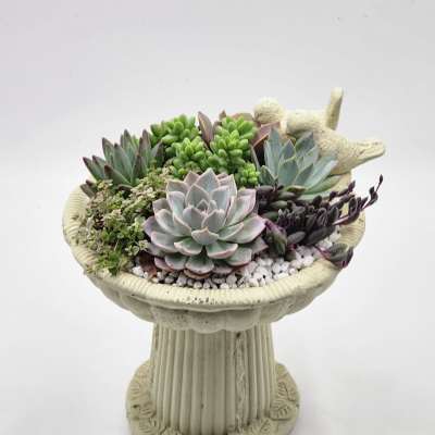 Bird Bath Succulent Planter