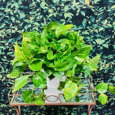 Pothos Plant by BloomNation™