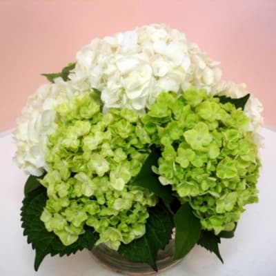 White and green hydrangeas arranged in a low glass vase