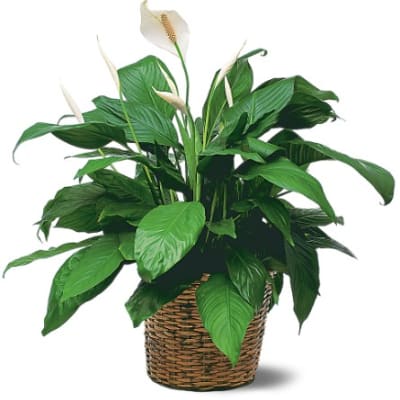 Medium Spathiphyllum Plant - TF133-3