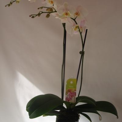 Potted orchid with pale pink-white blooms in a black container
