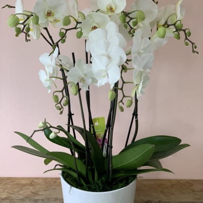 White orchid plant in a white pot