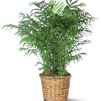 Potted palm plant in a woven basket