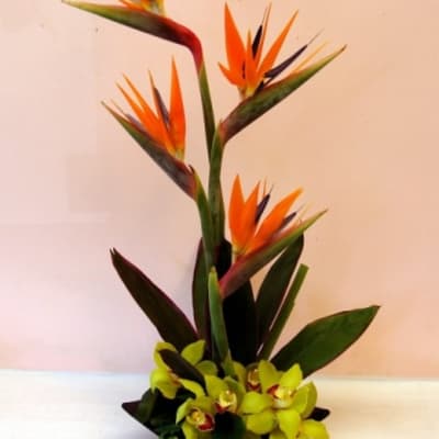 Tall tropical arrangement with orange bird-of-paradise and green orchids in a low container