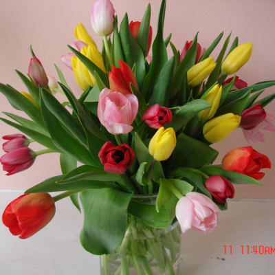 Bouquet of multicolored tulips in a clear glass vase