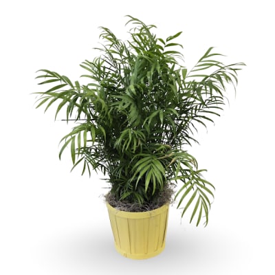 Potted green palm plant in a yellow container