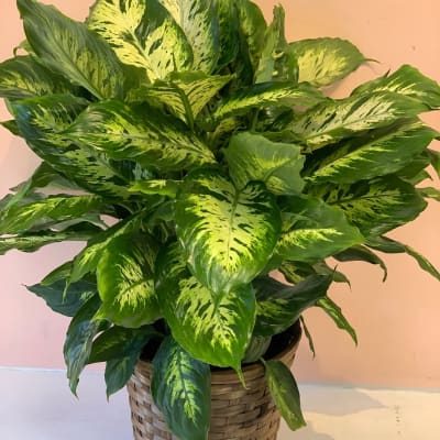 Potted variegated green houseplant in a woven basket