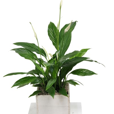6" Peace Lily Spathiphyllum Plant