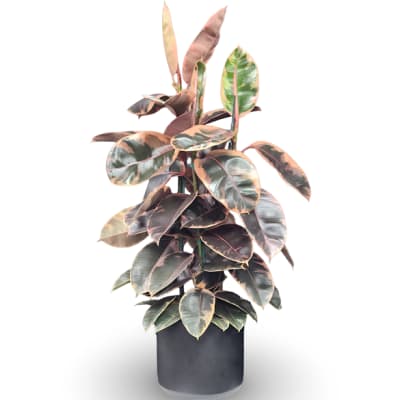 Potted rubber plant with variegated green, pink, and cream leaves