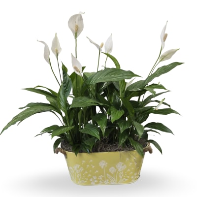 Double Peace Lily Plant