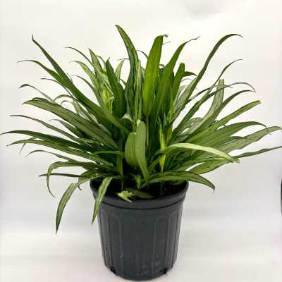 Potted green houseplant with long narrow leaves in a dark plastic container