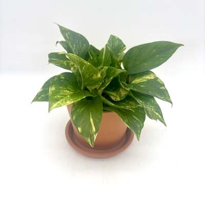 Golden Pothos
