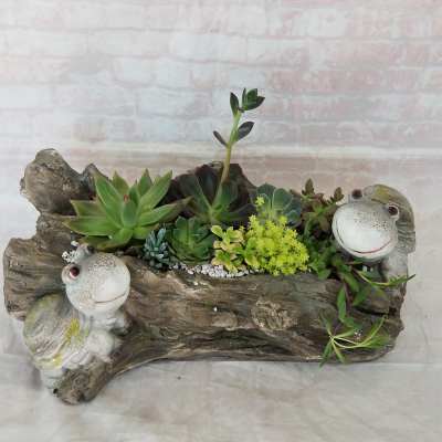 Succulent arrangement in a log-shaped planter with frog figurines