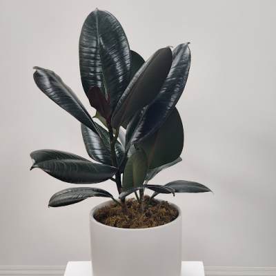 Potted rubber plant with dark glossy leaves in a white planter