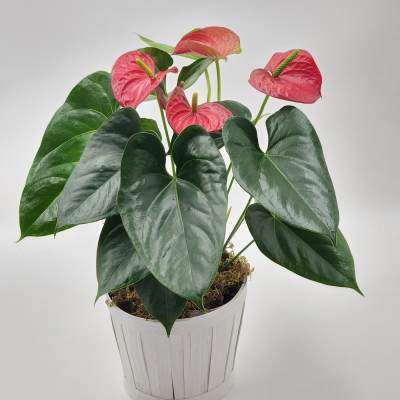 6" Red Anthurium Plant