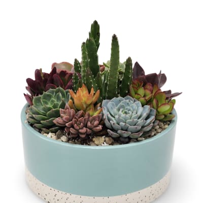 Succulent arrangement in a round blue ceramic pot