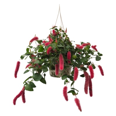 Chenille Firetail Hanging Plant