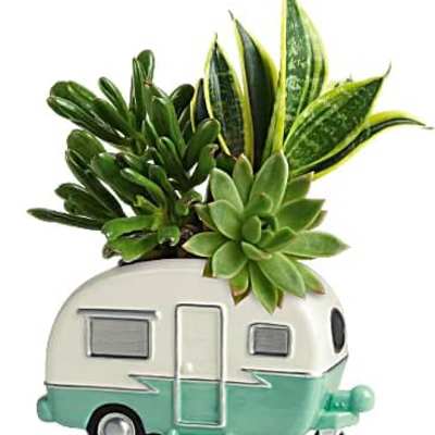 Cool Camper succulent garden
