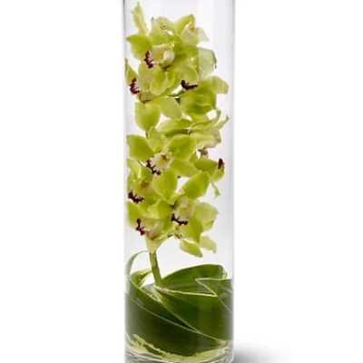 Green orchid stems in a tall clear glass vase