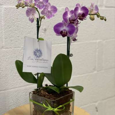 Two purple orchids in a clear square vase with a green ribbon.