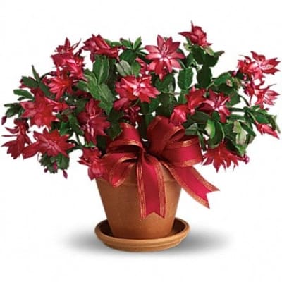 Merry Christmas Cactus