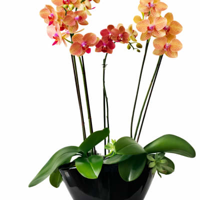Potted orchid arrangement with orange and pink blooms in a black bowl planter