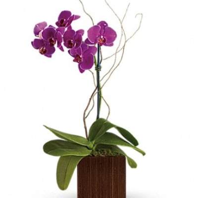 Teleflora's Bamboo Elegance