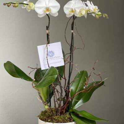 White orchid plant in a white ribbed pot