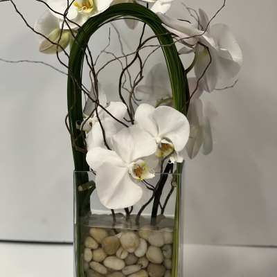 Orchid Olympus
