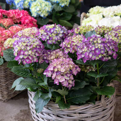 Beautiful Hydrangea Plant, Pink or Blues, St Augustine Plant Delivery