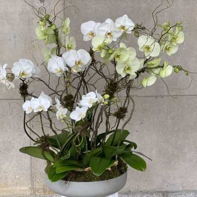 THE MASTER'S ORCHID