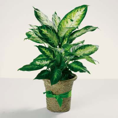 Potted green houseplant in a woven basket with a ribbon