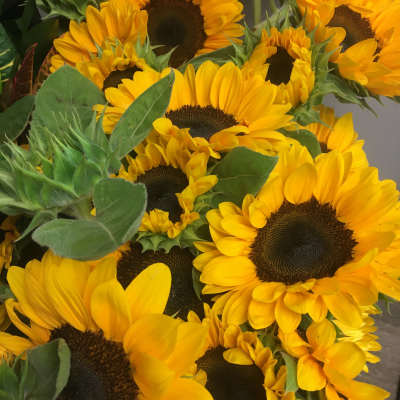 Sunflowers bouquet wrapped