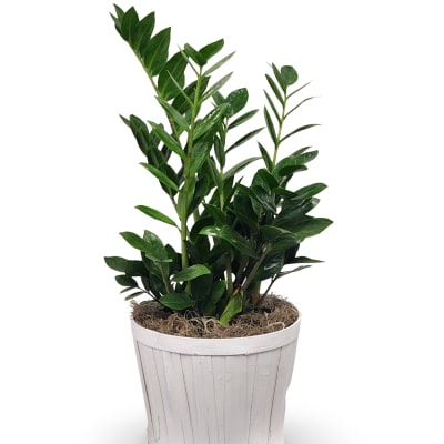 6" ZZ Plant