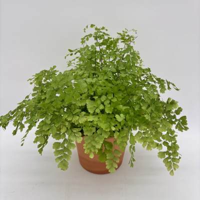 Potted fern-like green plant in a terracotta pot