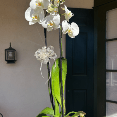 Cascading Orchid